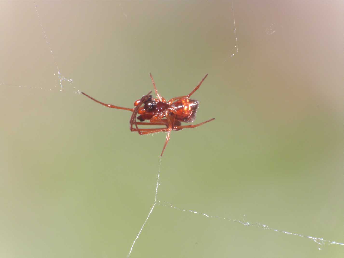 Gli astuti Argyrodes